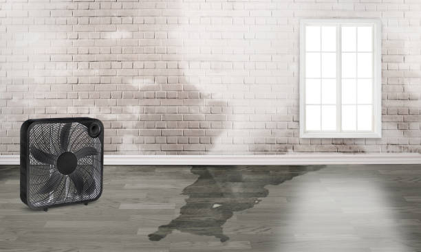 Best 24/7 water damage repair  in Paloma Creek South, TX